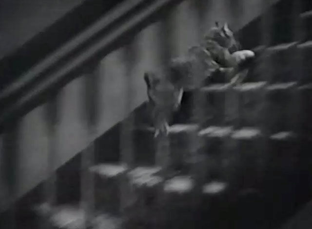 Hold That Kiss - bobtail tabby cat running up stairs