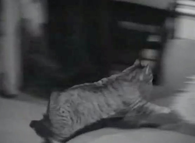 Hold That Kiss - bobtail tabby cat running into apartment