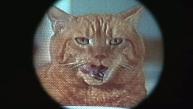Home Alone 3 - ginger tabby cat licking lips
