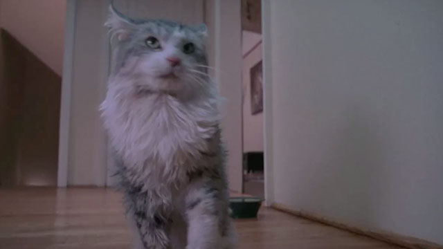 Home Alone 3 - longhair gray and white cat Elvis in hallway