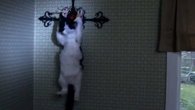 Home Movie - tuxedo cat crucified on cross on wall