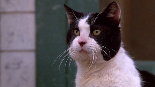 Honey, I Shrunk the Kids - tuxedo cat Spike close up