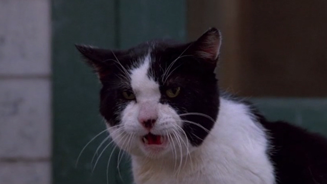Honey, I Shrunk the Kids - tuxedo cat Spike hissing