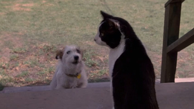 Honey, I Shrunk the Kids - terrier dog Quark barking at tuxedo cat Spike on porch