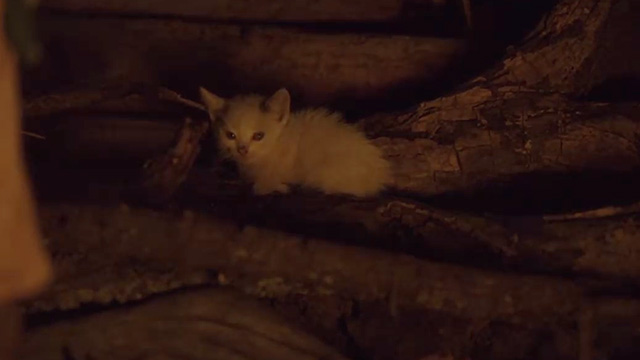 Honeyland - white kitten sitting on firewood