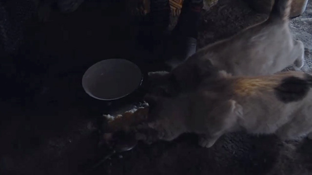 Honeyland - cats eating food off floor