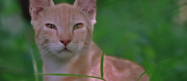 Hope - close up of ginger tabby kitten