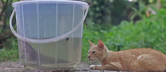 Hope - ginger tabby kitten looking at bucket with fish