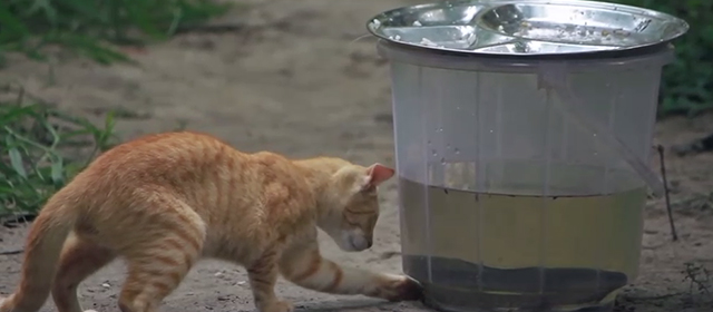 Hope - ginger tabby kitten pawing at bucket with fish