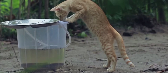 Hope - ginger tabby kitten looking into bucket with fish