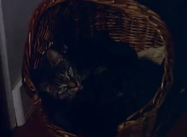 Hoppity Hare - tabby cat Buster lying in basket