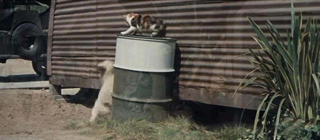 The Horizontal Lieutenant - calico cat on top of metal drum swiping at dog