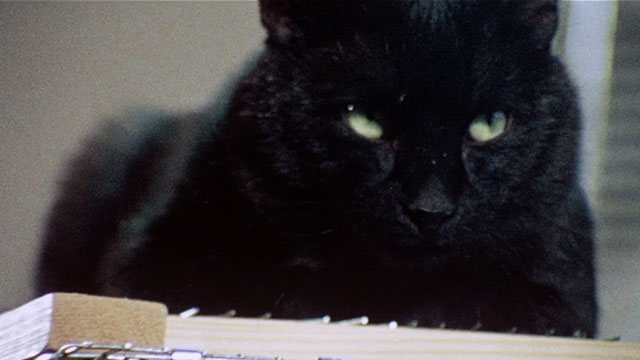 Horror High - close up of black cat