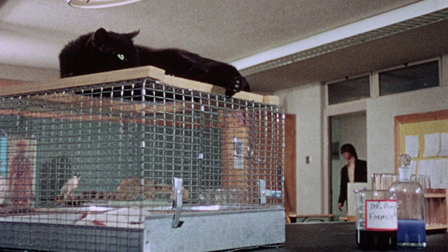 Horror High - Vernon Pat Cardi entering room and finding black cat lying on top of guinea pig cage