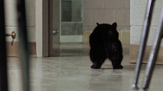 Horror High - black cat scurrying from classroom