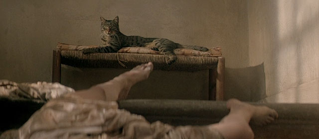 Le Hussard sur le Toit - The Horseman on the Roof - brown tabby cat sitting on bench