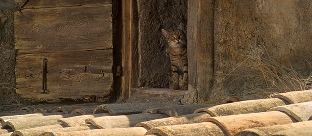 Le Hussard sur le Toit - The Horseman on the Roof - brown tabby cat looking out onto tiled roof