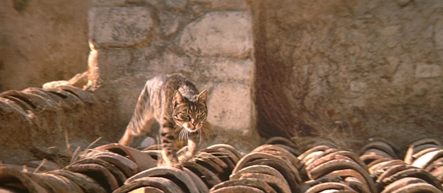 Le Hussard sur le Toit - The Horseman on the Roof - brown tabby cat running across roof tiles
