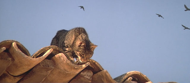 Le Hussard sur le Toit - The Horseman on the Roof - brown tabby cat looking down over edge of roof