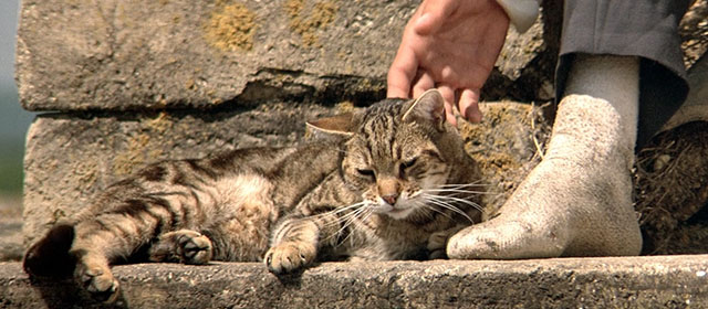 Le Hussard sur le Toit - The Horseman on the Roof - brown tabby cat lying on roof beside Angelo