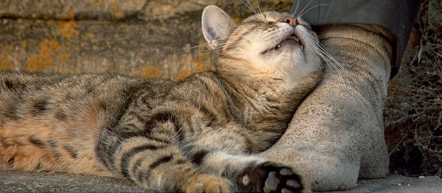 Le Hussard sur le Toit - The Horseman on the Roof - brown tabby cat lying on roof beside Angelo