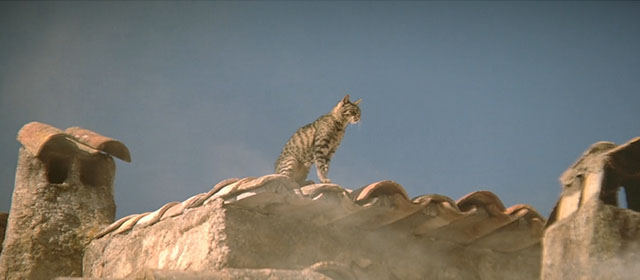 Le Hussard sur le Toit - The Horseman on the Roof - brown tabby cat looking out from roof