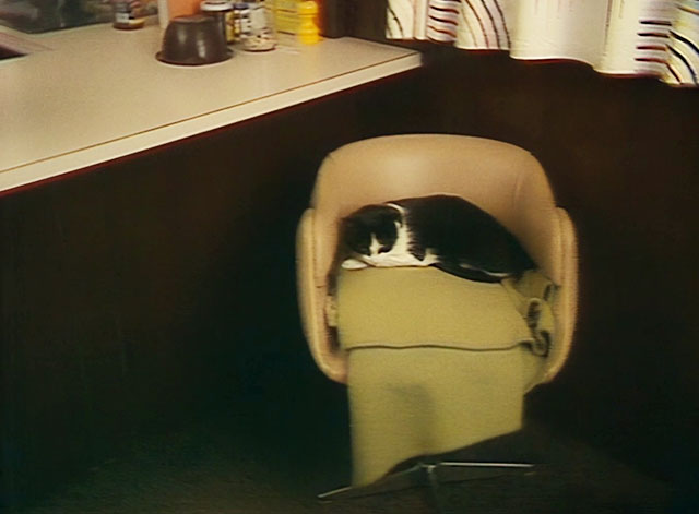Houseboat Horror - tuxedo cat sitting in chair