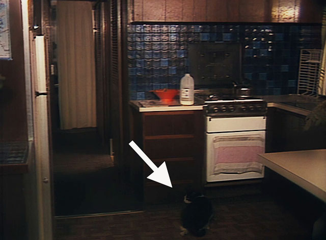 Houseboat Horror - tuxedo cat on kitchen floor