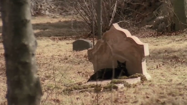 The House by the Cemetery - black cat lying in front of gravestone