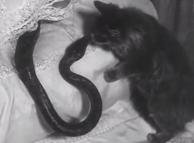 House Full of Snakes - long-haired tabby cat sniffing at snake on pillow