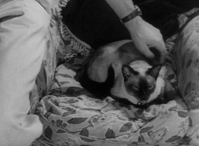 The House in the Woods - seal point Siamese cat Cleopatra curled up on chair