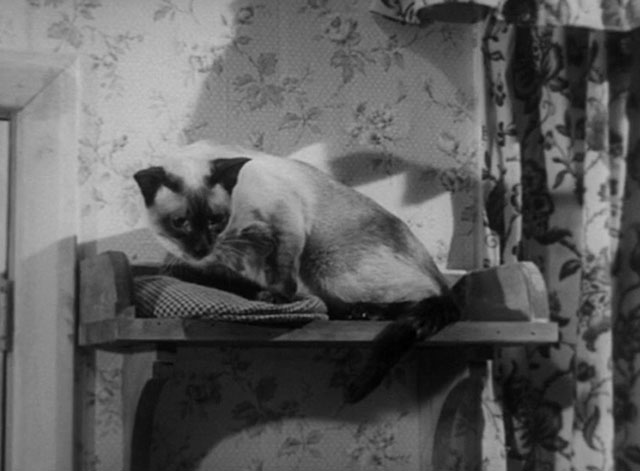 The House in the Woods - seal point Siamese cat Cleopatra on shelf