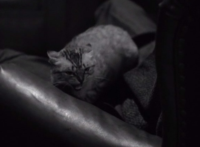 House of Dracula - gray tabby cat in easy chair hissing