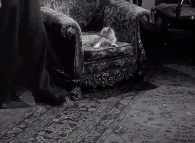 House of Dracula - gray tabby cat in chair watching doctor pacing