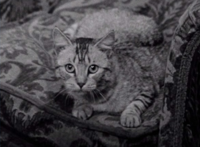 House of Dracula - gray tabby cat in chair looking at camera