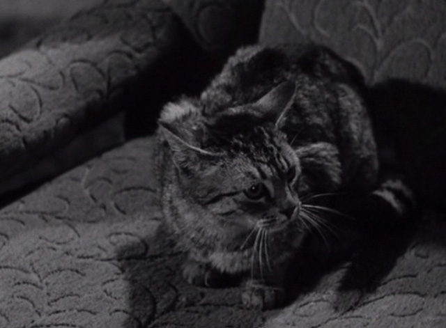 House of Dracula - gray tabby cat in another chair