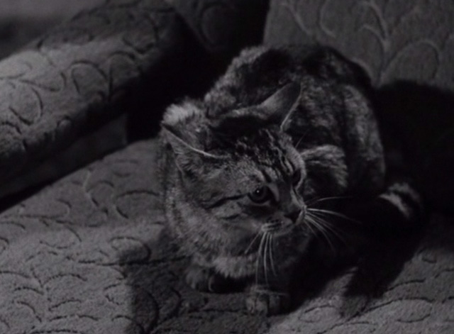 House of Dracula - gray tabby cat in another chair