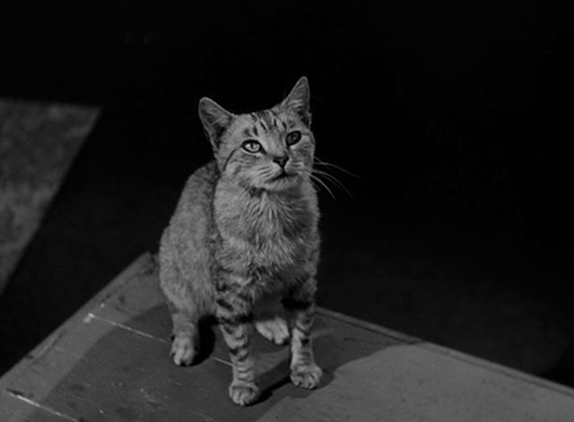 House of Horrors - grey tabby cat Pietro sitting on bench