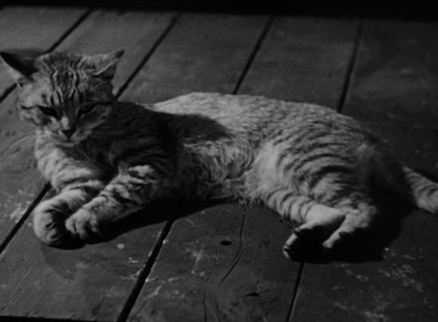 House of Horrors - grey tabby cat Pietro lying on table