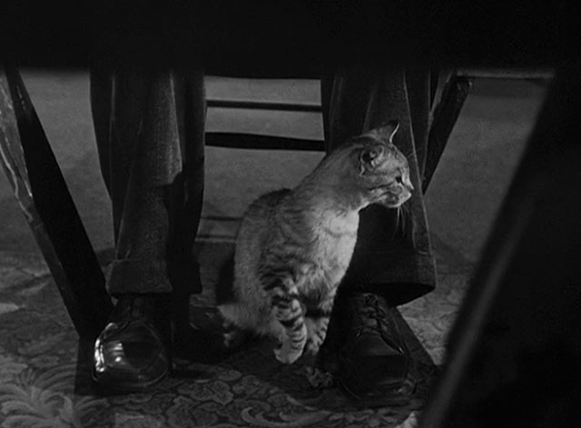 House of Horrors - grey tabby cat Pietro underneath table