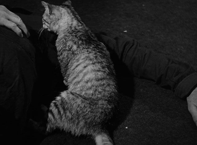 House of Horrors - grey tabby cat Pietro curling up next to body of Marcel on floor