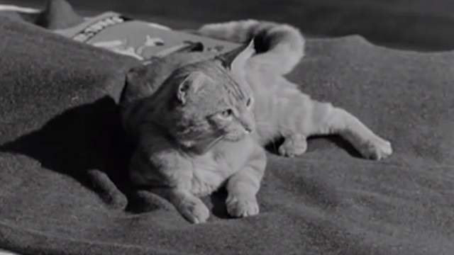 House of Women - orange tabby cat on bed