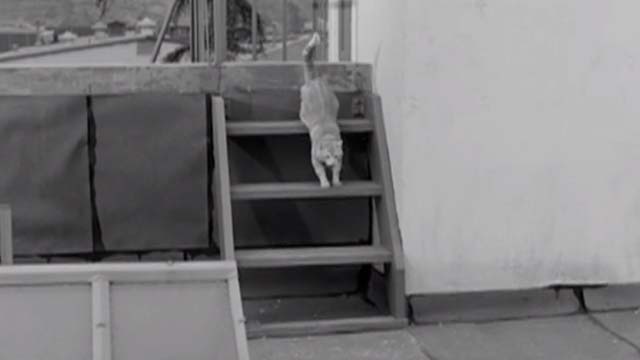 House of Women - orange tabby cat on roof steps