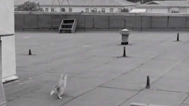 House of Women - orange tabby cat running across roof