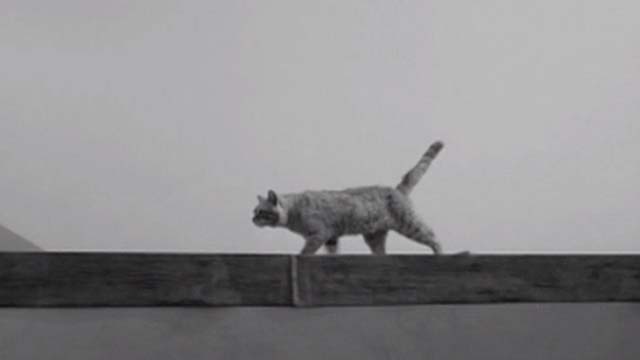 House of Women - orange tabby cat walking on high ledge