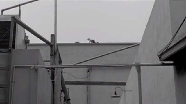 House of Women - little boy Tommy Drew Vigen and orange tabby cat on high roof