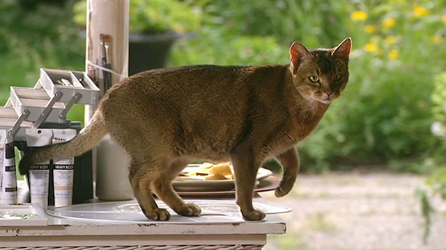 The House Sitter - Abyssinian cat Fred Sushi standing on paint pallette