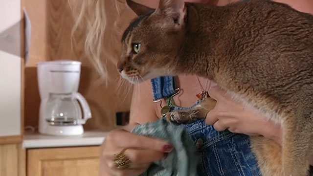 The House Sitter - Elise Tori Spelling wiping paint off Abyssinian cat Fred Sushi paws