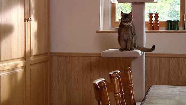 The House Sitter - Abyssinian cat Fred Sushi on cat tree