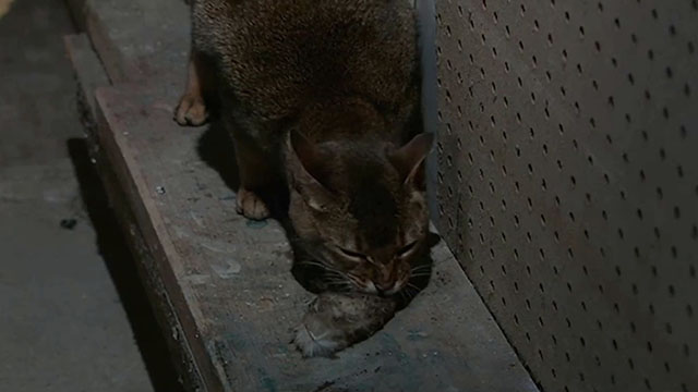 The House Sitter - Abyssinian cat Fred Sushi eating small furry or fuzzy thing
